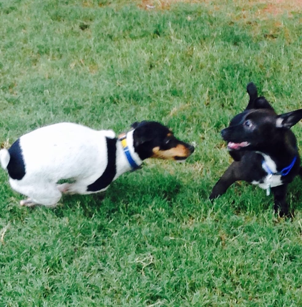 Horizon Dog Park 17 Photos & 35 Reviews Dog Parks 15444 N 100th