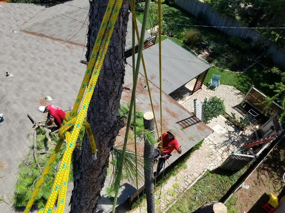 Paul Bunyan Tree Services