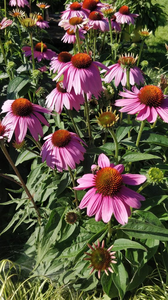 Brookville Nurseries