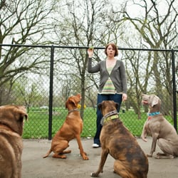 Fit fire walking pet Fit fire walking pet
