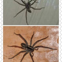 Relax Inn Hotels 4852 S Lee Hwy Natural Bridge Va Phone Photo Of Relax Inn Natural Bridge Va United States Poisonous Spider
