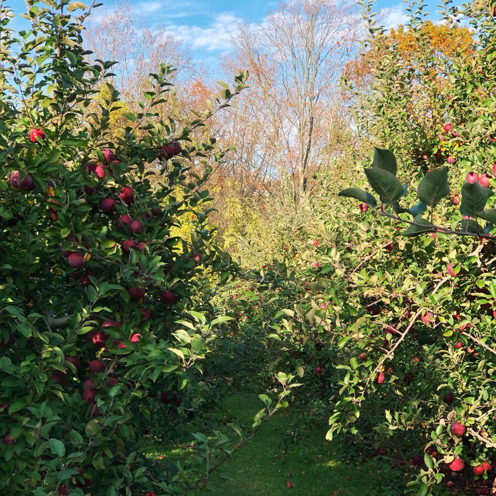 Honey Pot Hill Orchards 300 Photos & 262 Reviews Fruits & Veggies