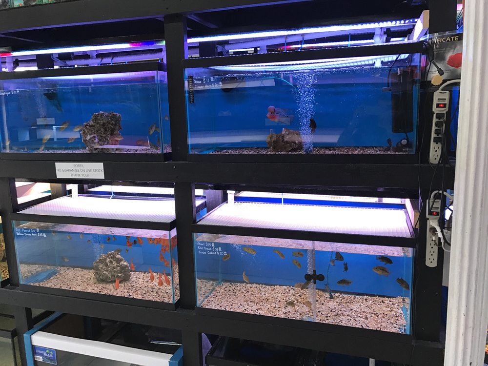 1st Class Aquarium Aquariums 1167 Bay St, Clifton, Staten Island, NY Phone Number Yelp