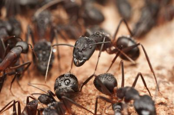 MAYCO Pest & Termite Control