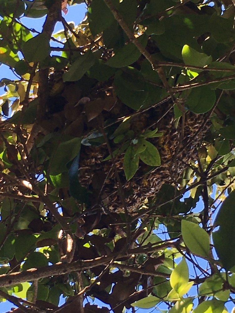Affordable Bee Removal Service