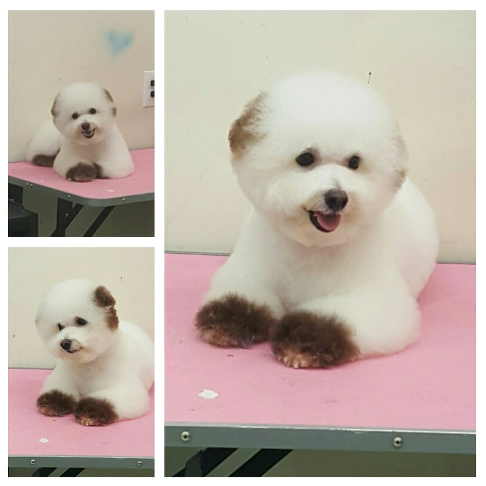 ny puppy club one of our regulars here at ny puppy club doo boo done by sori yelp ny puppy club one of our regulars here at ny puppy club doo boo done by sori yelp