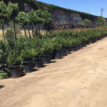 U Bonsai Nursery Nurseries Gardening 550 W 168th St Harbor Photo Of U Bonsai Nursery Gardena Ca United States