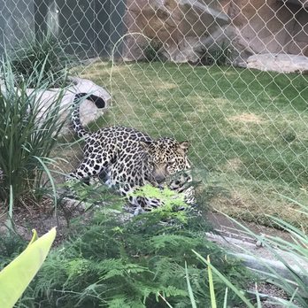 photo of siegfried roys secret garden and dolphin habitat las vegas nv - Siegfried And Roy Secret Garden photo of siegfried roys secret garden and dolphin habitat las vegas nv - Siegfried And Roy Secret Garden