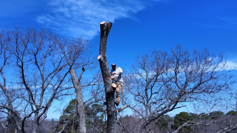 Longview Tree Service