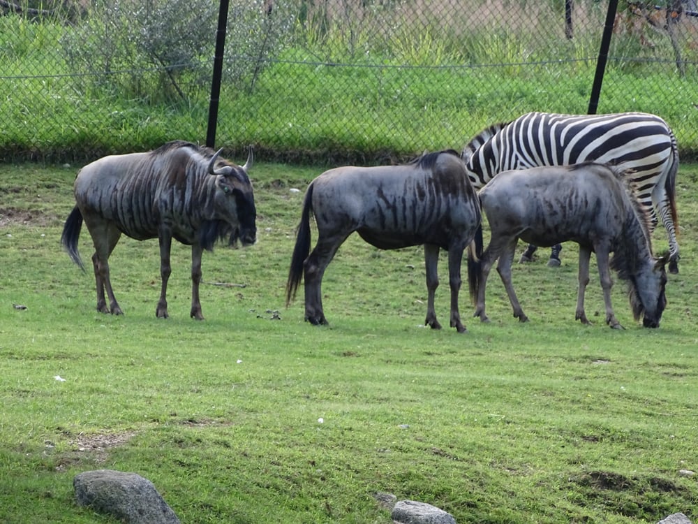 Photos for Indianapolis Zoo - Yelp