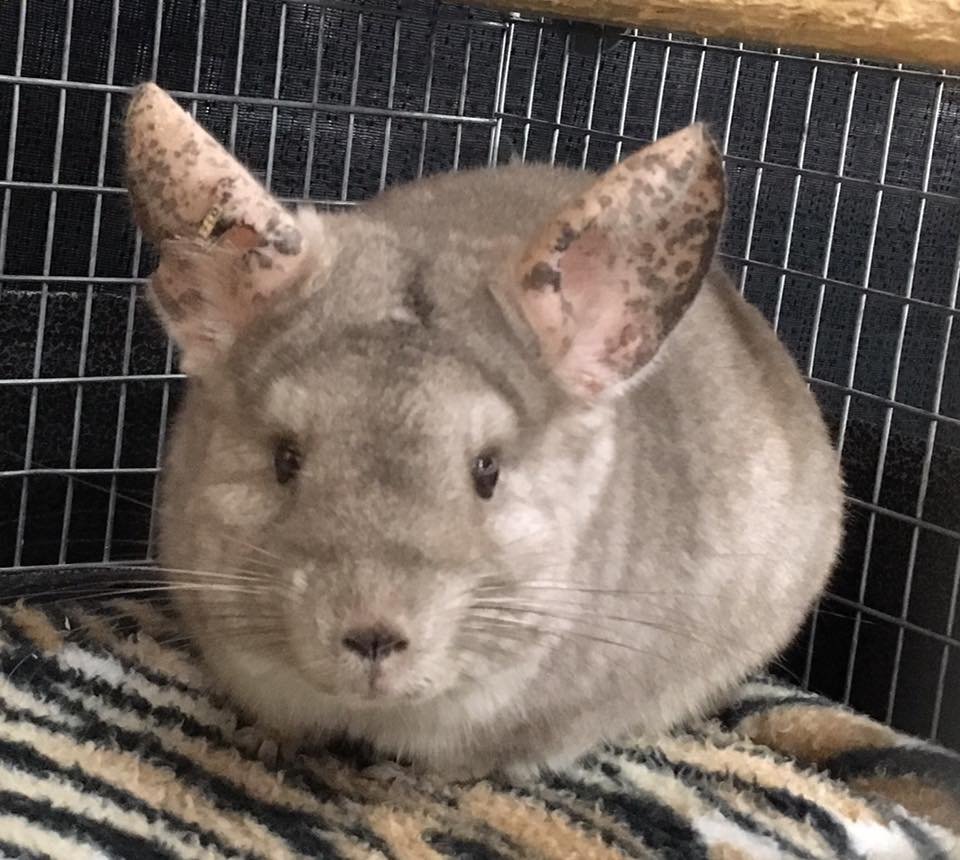NWI Chinchilla Rescue Get Quote Pet Adoption 1014 170th St, Hammond, IN Phone Number Yelp
