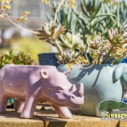 Desert Horizon Nursery 235 Photos 82 Reviews Nurseries Photo Of Desert Horizon Nursery Queen Creek Az United States