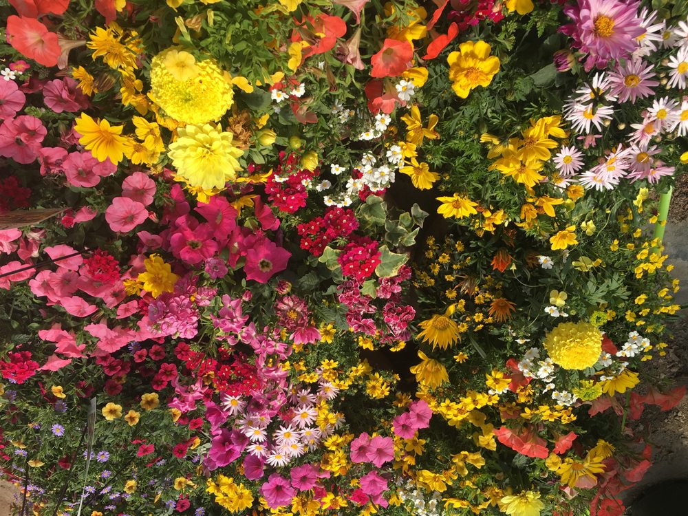 Plant World 27 Photos Nurseries Gardening 250 El Pueblo Rd Plant World 27 Photos Nurseries Gardening 250 El Pueblo Rd Ne Business Parkway Academy Acres Albuquerque Nm Phone Number Yelp