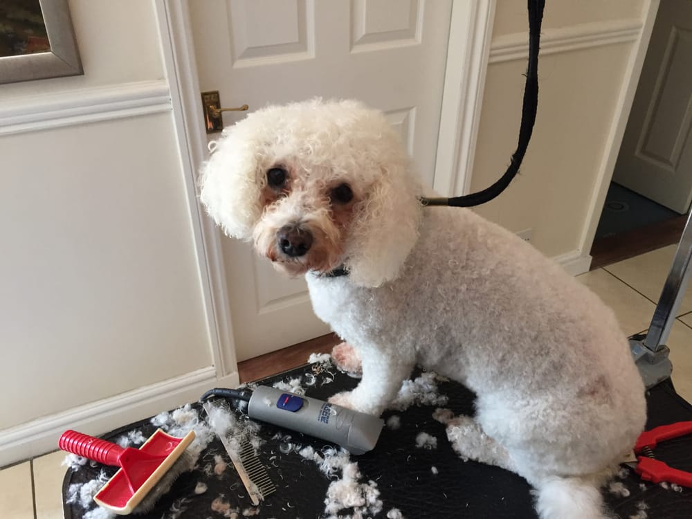 Vanity Fur Grooming - 10 Photos - Pet Groomers - 12 Serpentine Road, Burnley, Lancashire, United