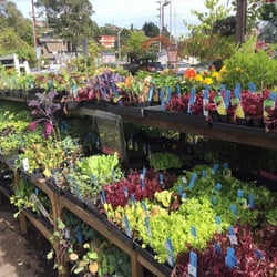 Sloat Garden Center 16 Reviews Nurseries Gardening 657 E Photo Of Sloat Garden Center Mill Valley Ca United States The Herbs