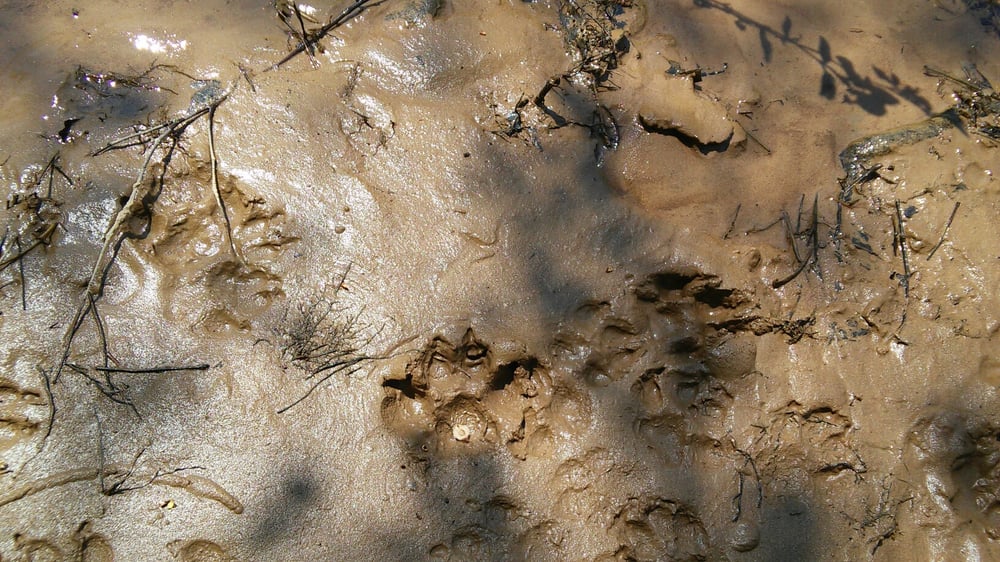 C.F. Phelps Wildlife Management Area