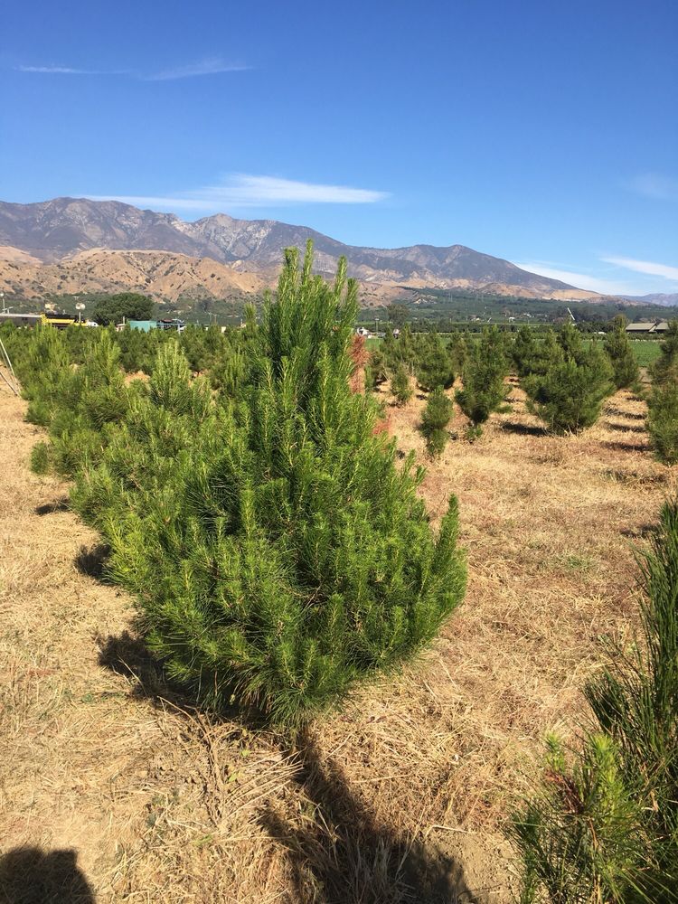 santa paula christmas tree farms 193 rboles de navidad santa paula christmas tree farms 193 rboles de navidad