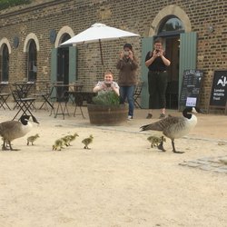 canada goose london yelp canada goose london yelp