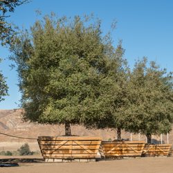 Brightview Tree Company Nurseries Gardening 3200 W Telegraph Photo Of Brightview Tree Company Fillmore Ca United States 120 Box