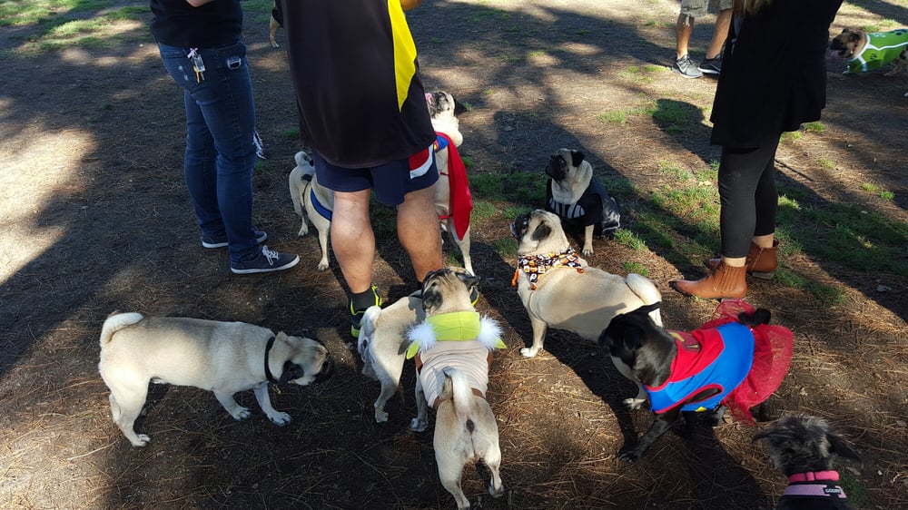 Home Run Dog Park Lakewood Ca Home Run Dog Park Lakewood Ca