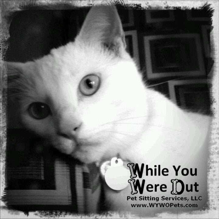 While You Were Out Pet Sitting Services, LLC 14 Photos & 39 Reviews
