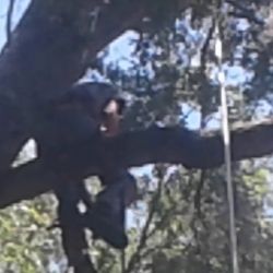 On Top Tree Service Get Quote Services 16839 37th Pl Photo Of On Top Tree Service Lake City Fl United States In