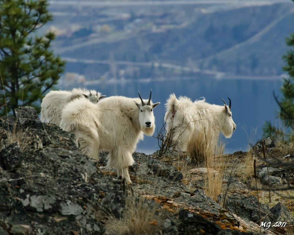 Okanagan Mountain provincial Park Parks Kelowna, BC Yelp