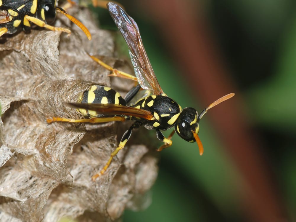 Aztec Organic Pest Service