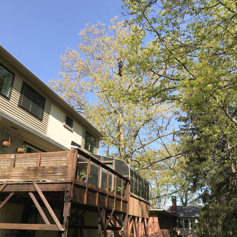 Alan Krieg Tree Care