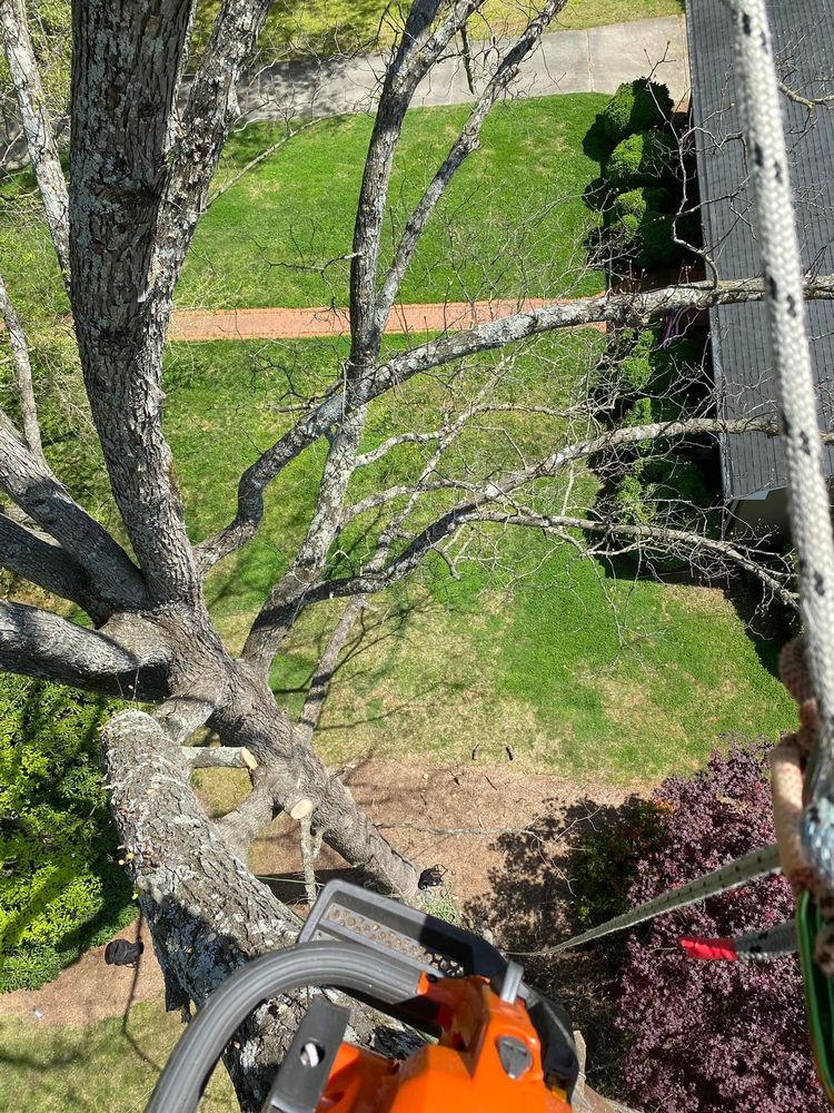Blue Oaks Tree Service