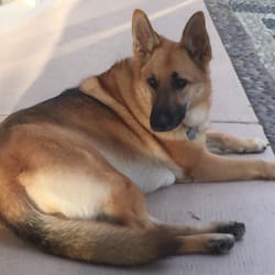 k9s only 26 photos