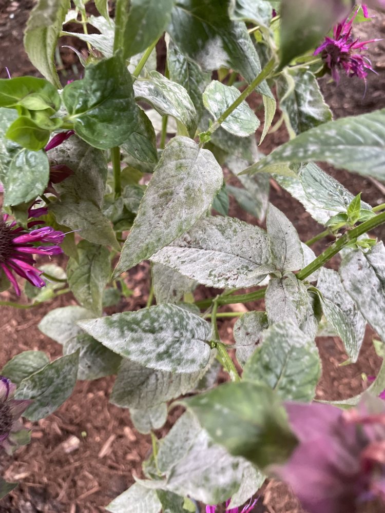 Kiefer Landscaping & Nursery