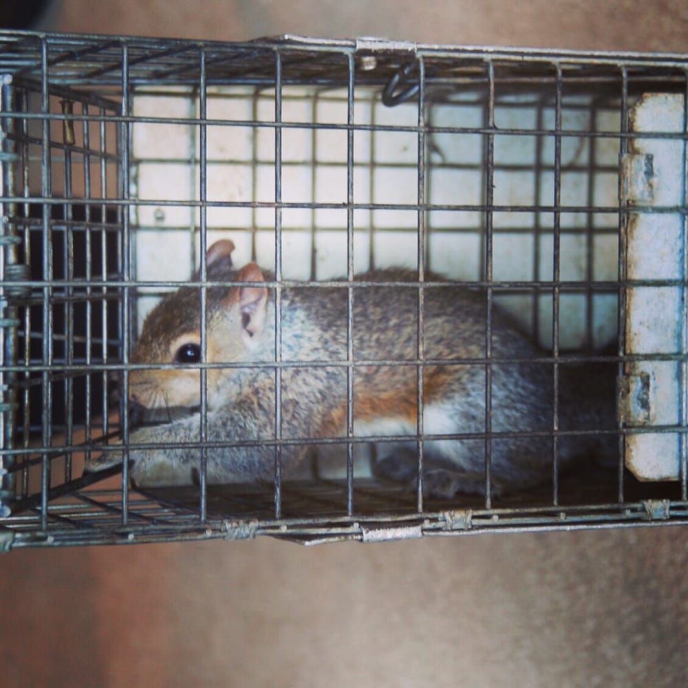 Adcock's Trapping Service
