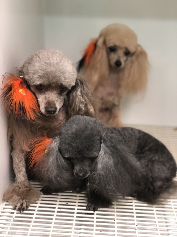 Ruff Cutz Dog Grooming