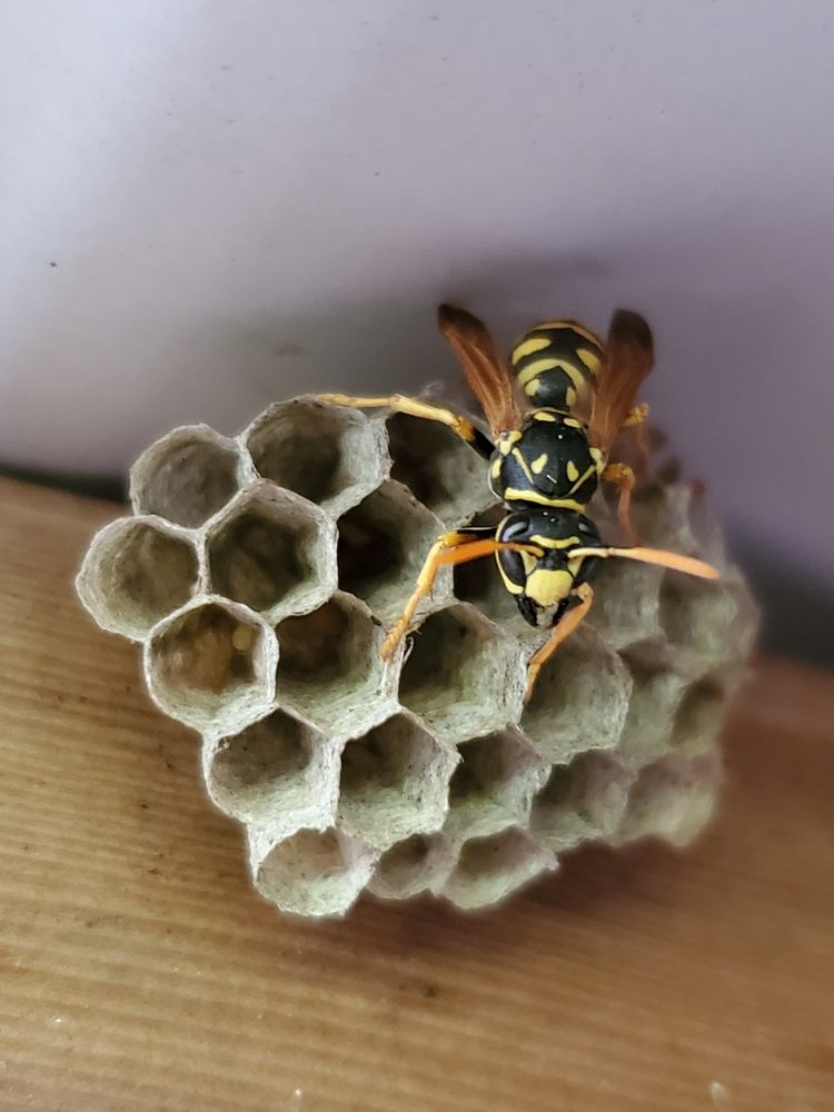 Wasp Away