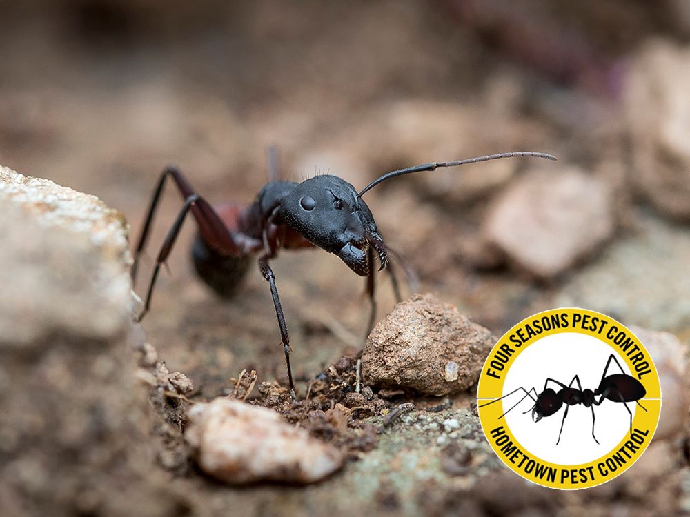 Four Seasons Pest Control