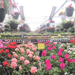 Hartman S Towne Country Greenhouse 20 Photos Florists 2021 Photo Of Hartman S Towne Country Greenhouse Manitowoc Wi United States Panorama