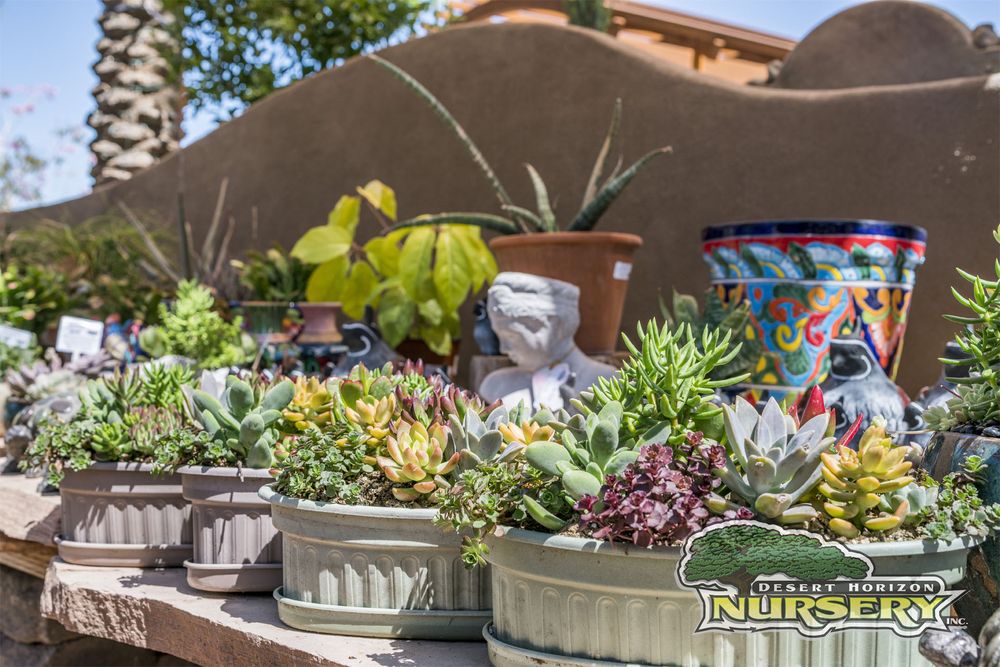 Photos For Desert Horizon Nursery Yelp Photo Of Desert Horizon Nursery Queen Creek Az United States