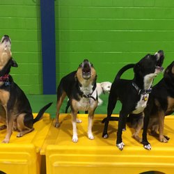 working at a dog daycare working at a dog daycare