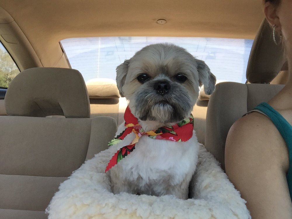 Glamour Paws 13 Photos Pet Groomers 6900 Daniels Pkwy, Fort Myers