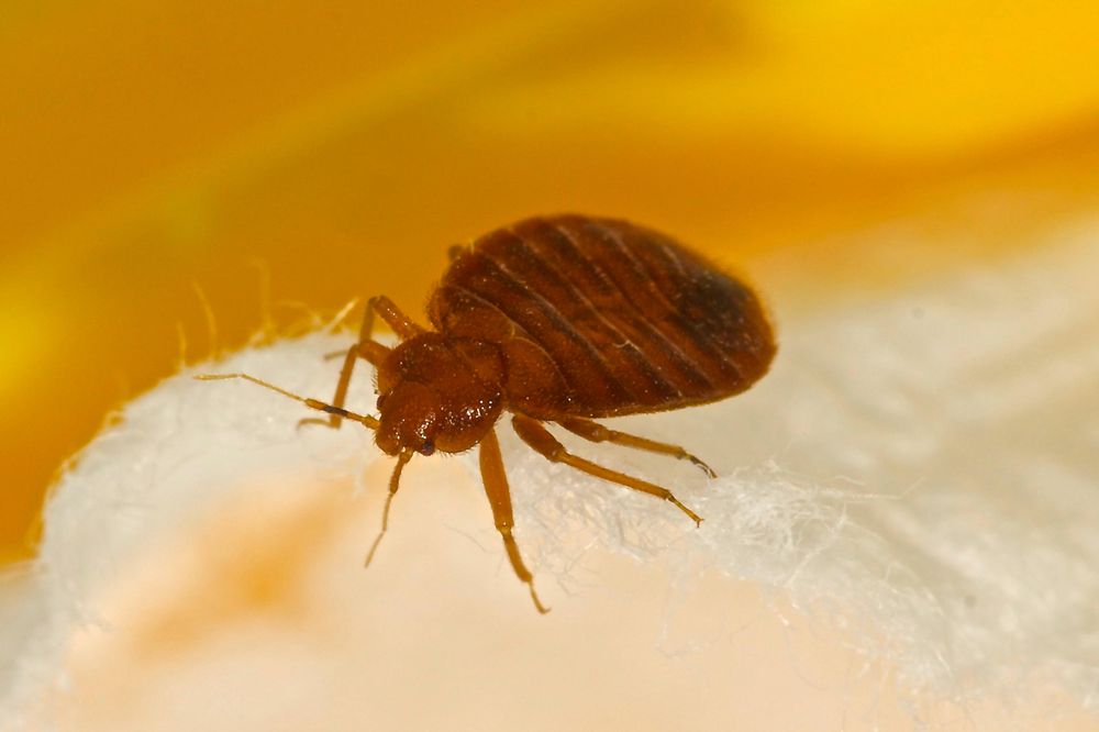 One Hour Pest Control