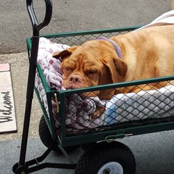 vca nw vet specialists