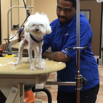 petsmart bather