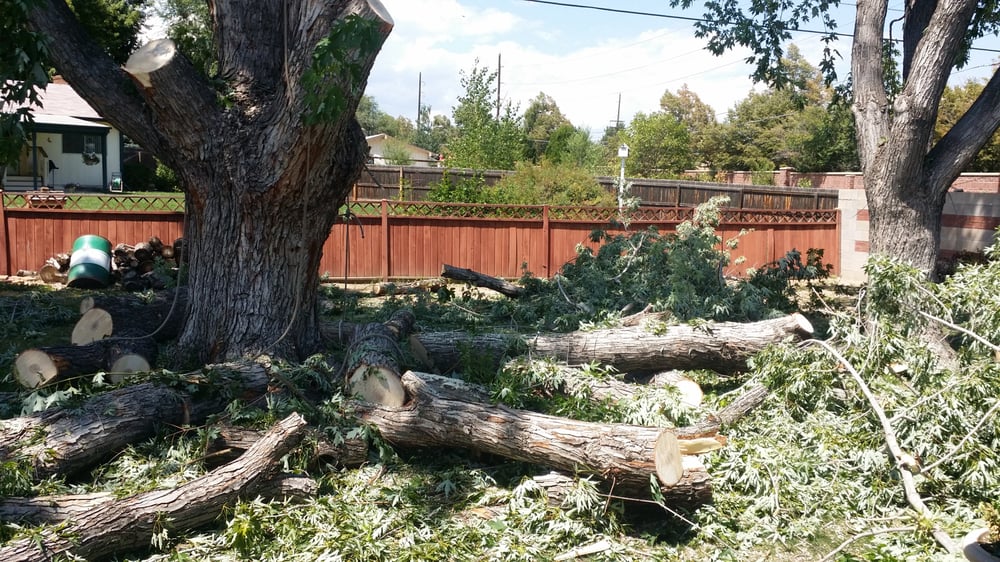 Ross Tree Company 20 Photos & 15 Reviews Tree Services 80 S