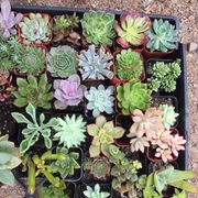 P C Nursery 85 Photos 18 Reviews Nurseries Gardening Photo Of P C Nursery Corona Ca United States