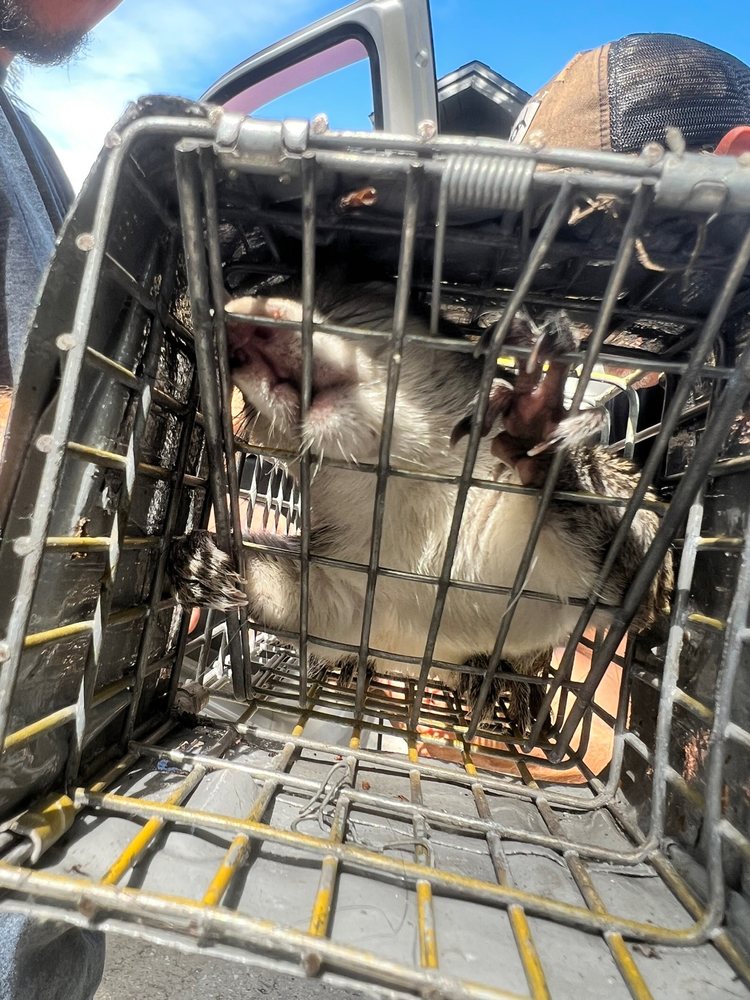 Elite Wildlife Trappers