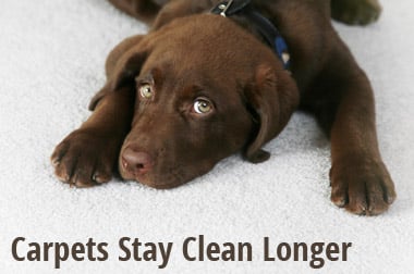 Heaven's Best Carpet Cleaning Wilmington