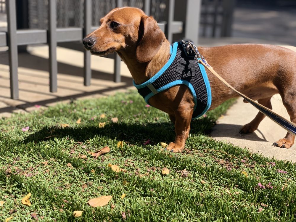 City Sniffers Dallas