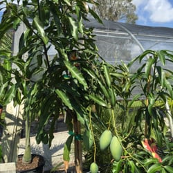 Riverland Nursery Nurseries Gardening 13005 Palm Beach Blvd Photo Of Riverland Nursery Fort Myers Fl United States Beautiful Mango Tree