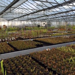 Hampshire Carnivorous Plants 19 Photos Gardening Centres Photo Of Hampshire Carnivorous Plants Upham Southampton United Kingdom Nursery